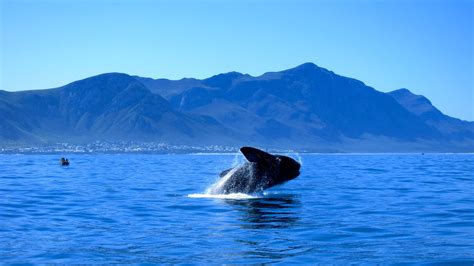 whale season hermanus|Best Whale Watching in Hermanus: A Complete Guide for 2024